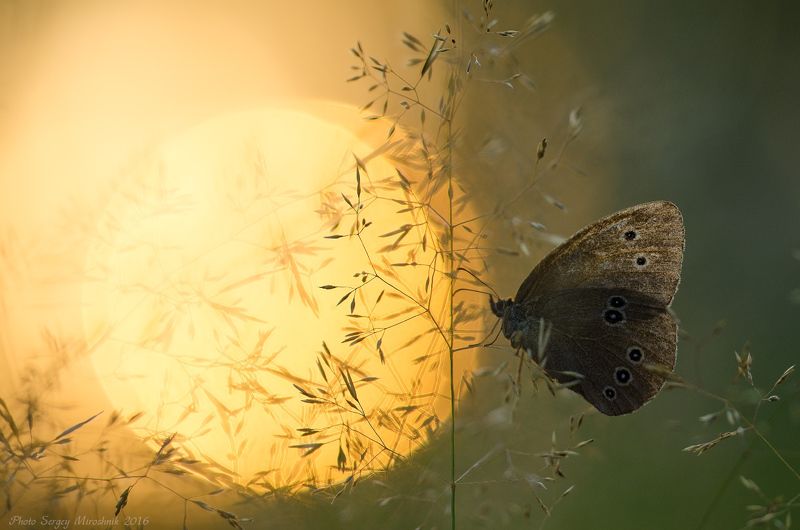 На краю солнца фото превью