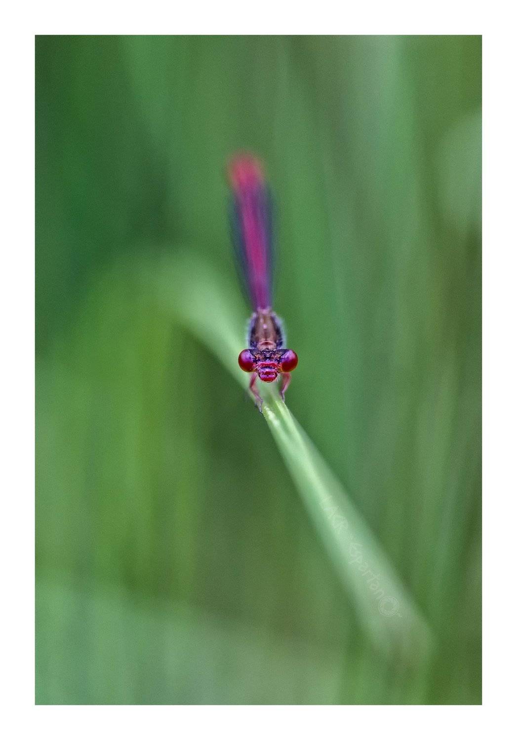 macro odonatos insects arthropod libelula , Luis Antonio Clemente Rodriguez