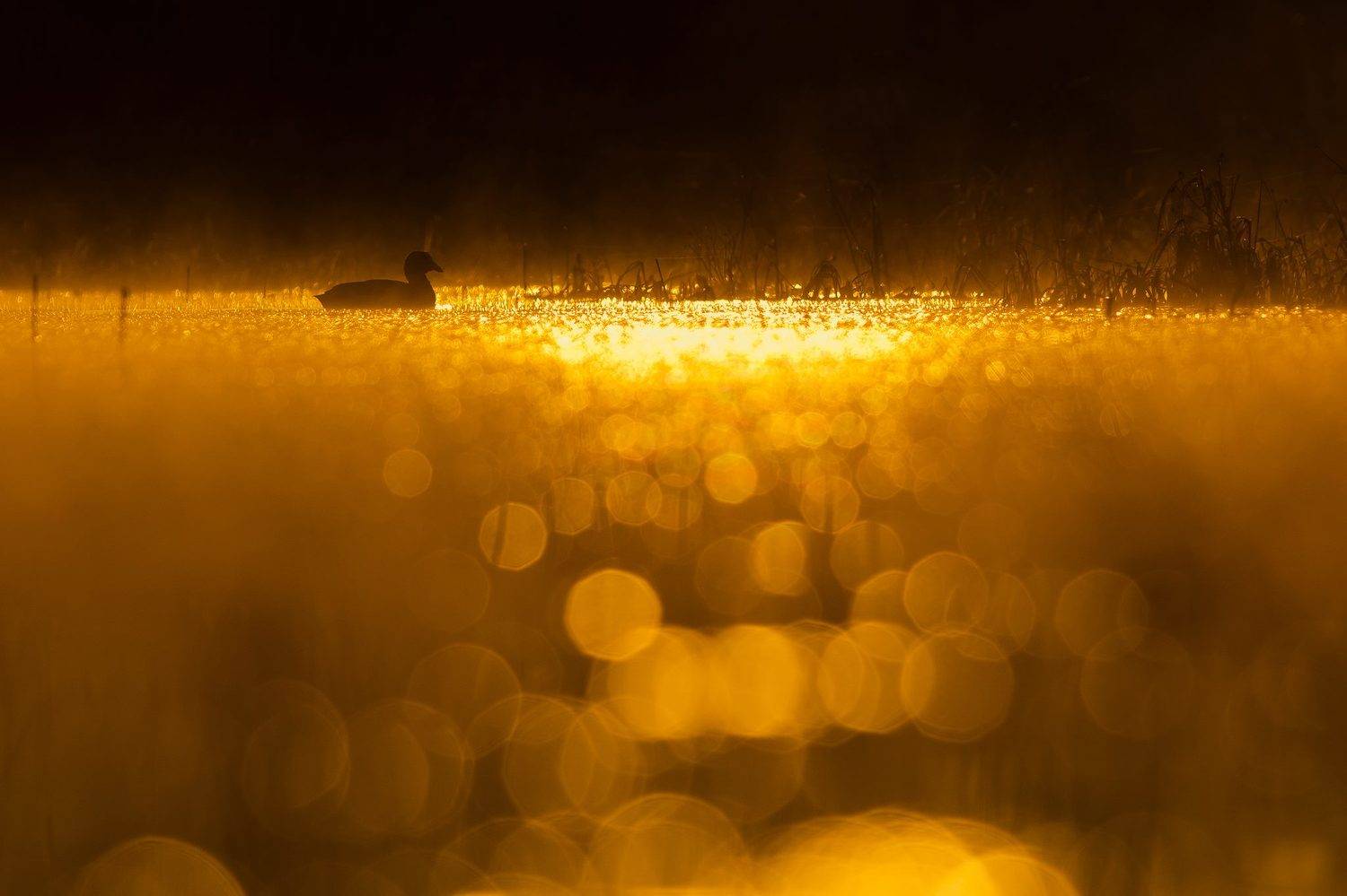 , Łukasz Sok&oacute;ł