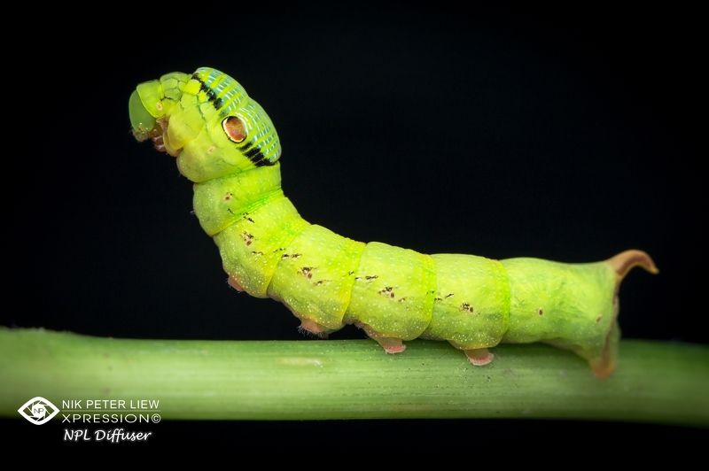 #green, caterpillar, #nature, #npl Little Green Puppy monster фото превью