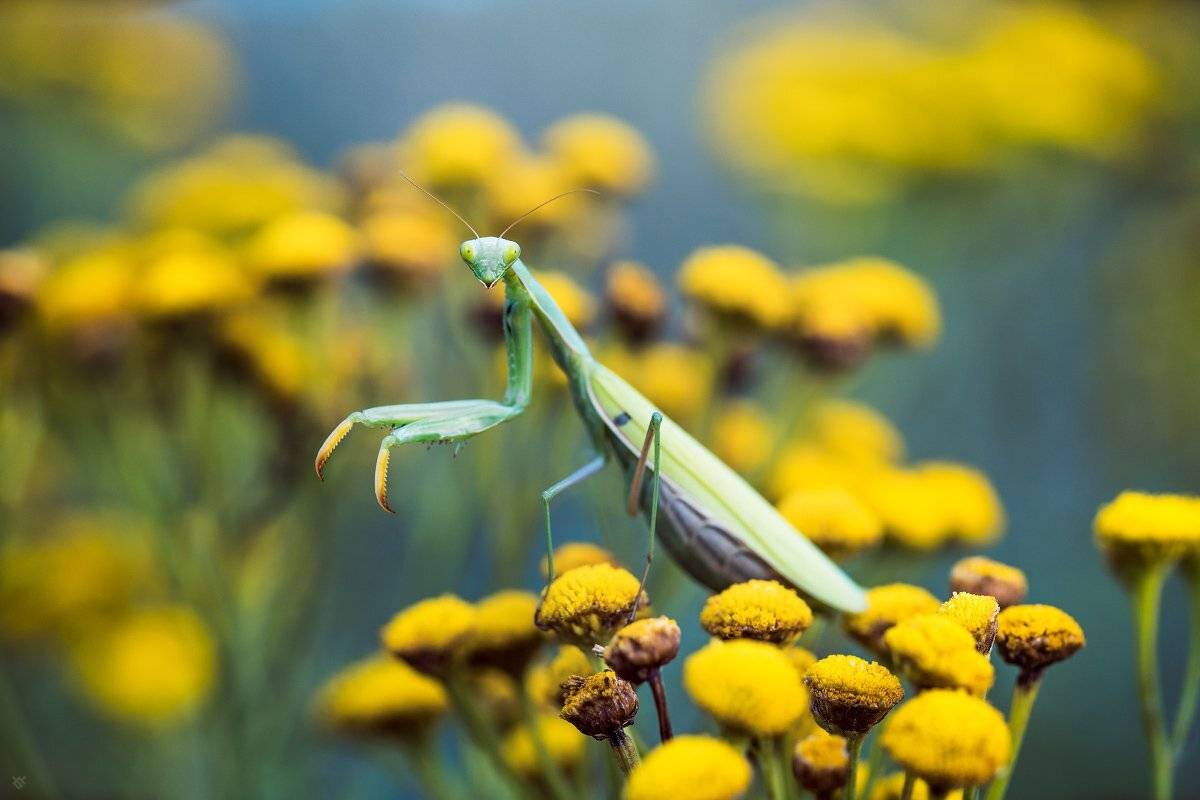 Mantis religiosa, macro,European mantis, Wojciech Grzanka