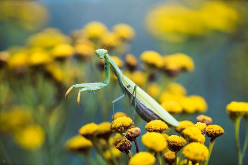 Mantis religiosa