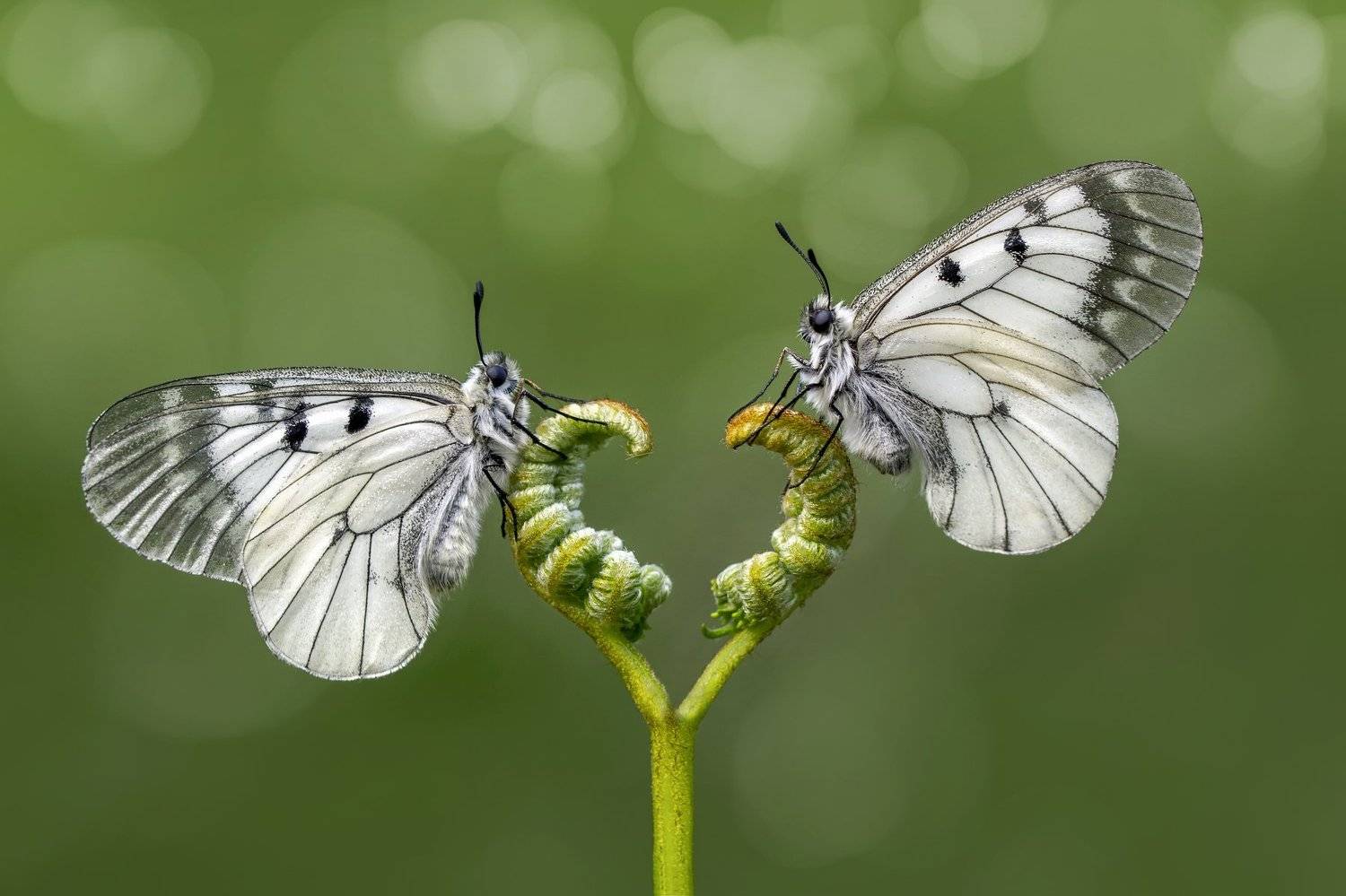 , Mustafa &Ouml;zt&uuml;rk