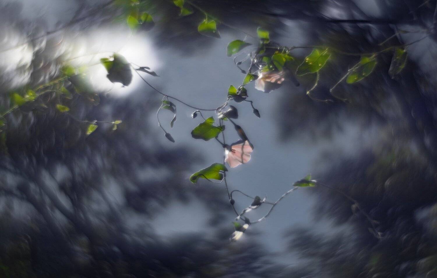 лето, беларусь, природа, цветы, Sixten ( Сергей )