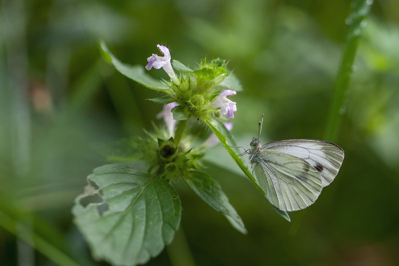фото превью