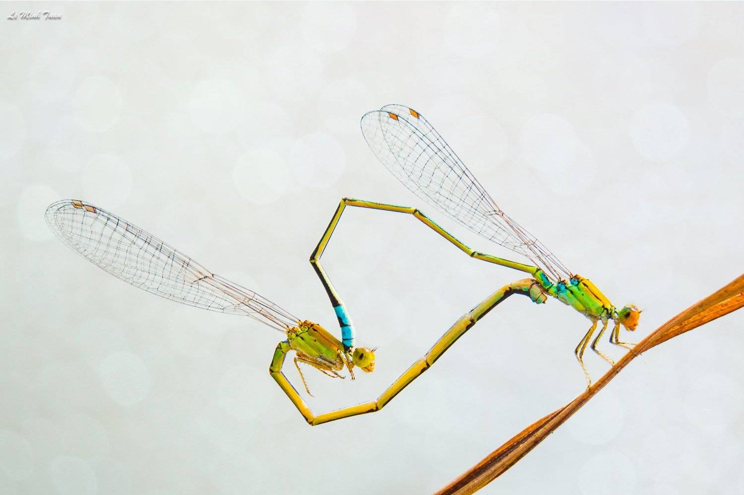 damselflies, L&ecirc; Minh Tuấn