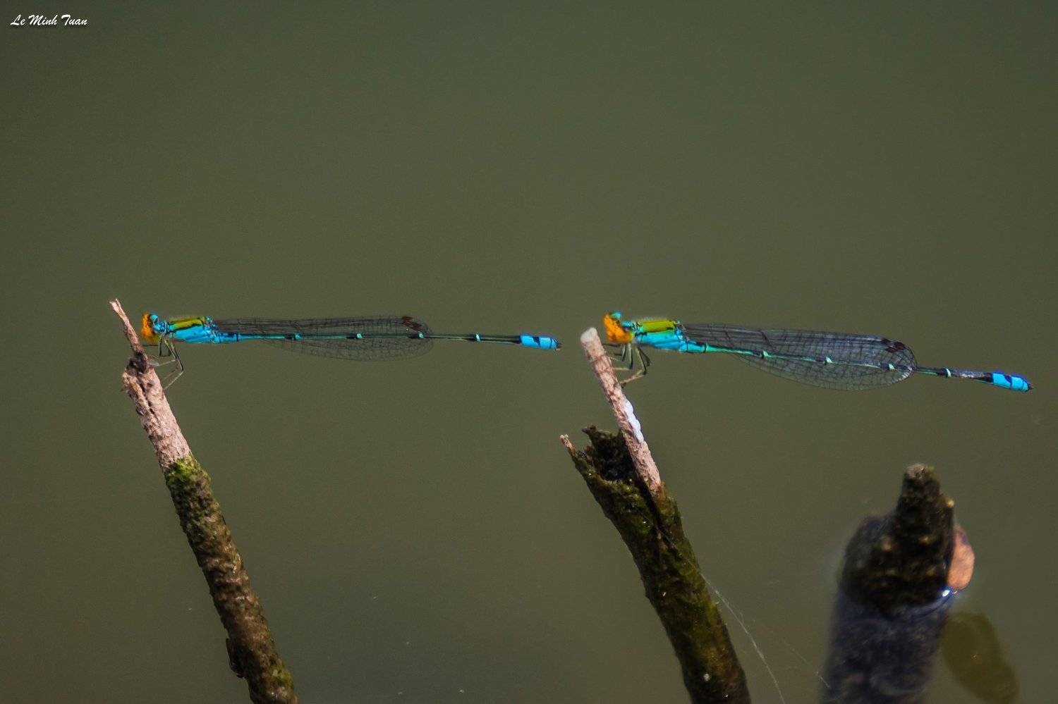 damselflies, L&ecirc; Minh Tuấn
