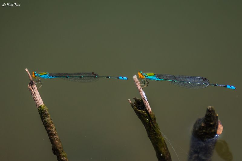 damselflies Same same but different фото превью