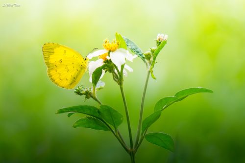 Buttterfly