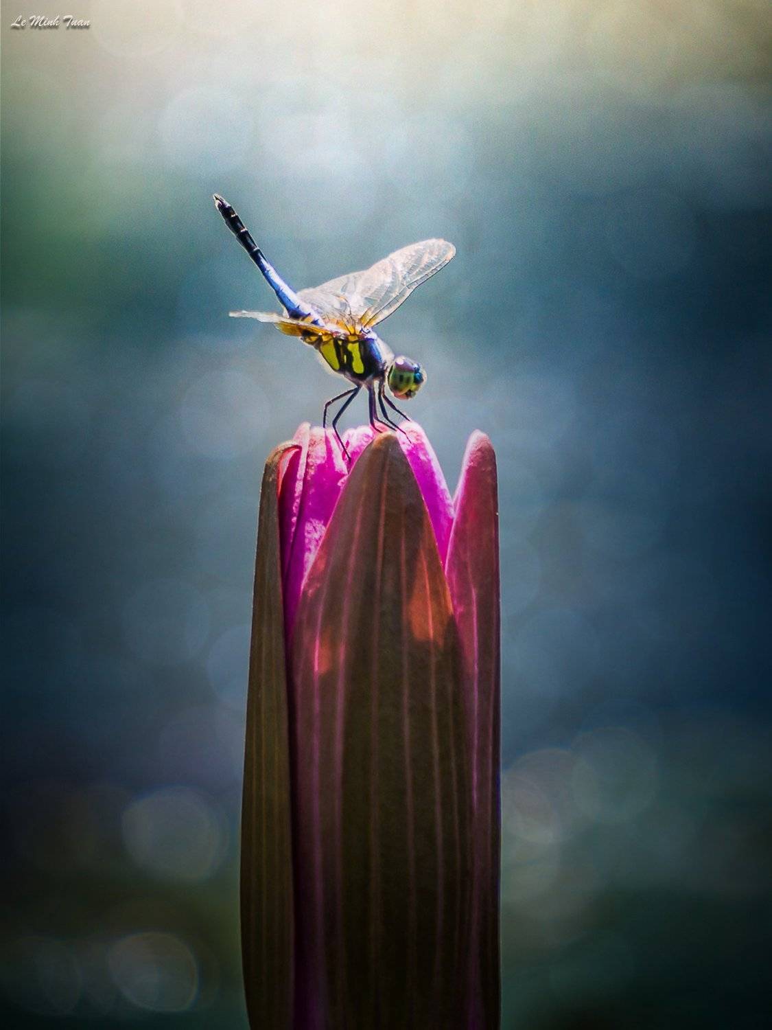 dragonfly, L&ecirc; Minh Tuấn