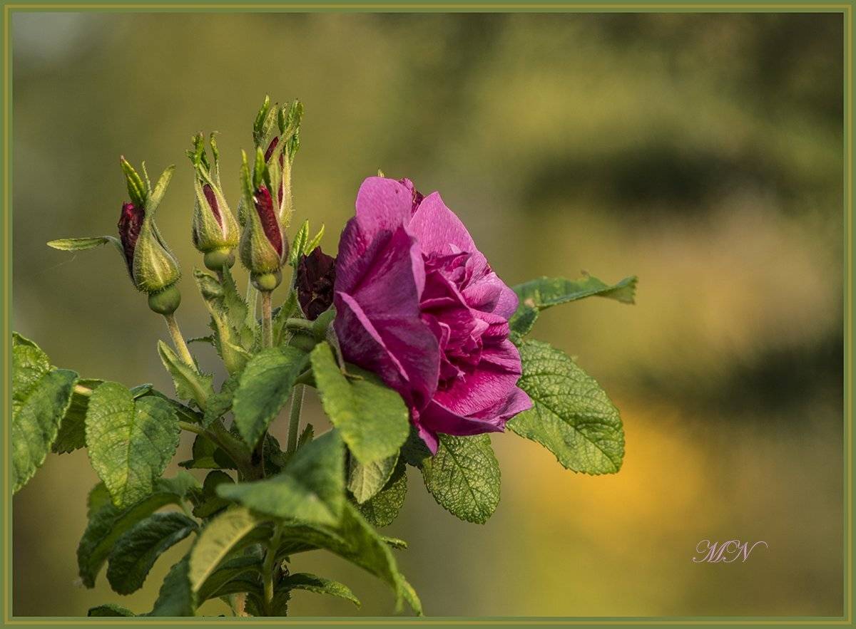 , Марина Никулина