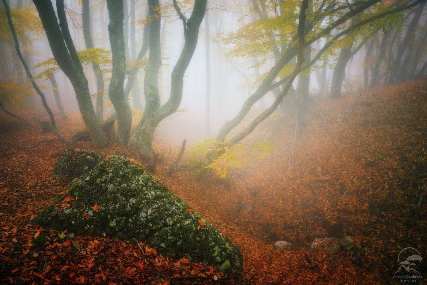 лес, туман, крым, осень,демерджи, Анатолий Гордиенко