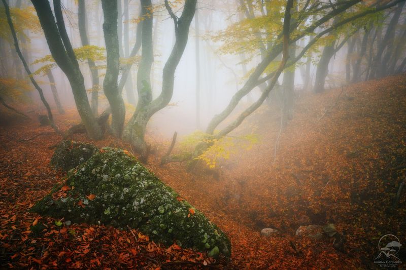 лес, туман, крым, осень,демерджи Любимое место фото превью