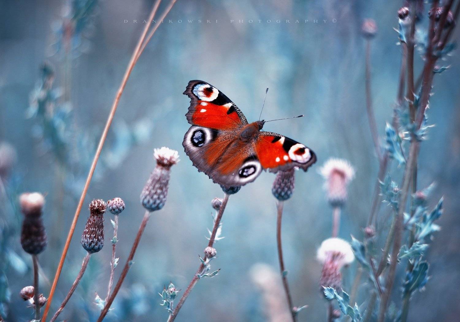 subtly butterfly macro dranikowski m42 helios flying motyl beauty plants bokeh, Radoslaw Dranikowski