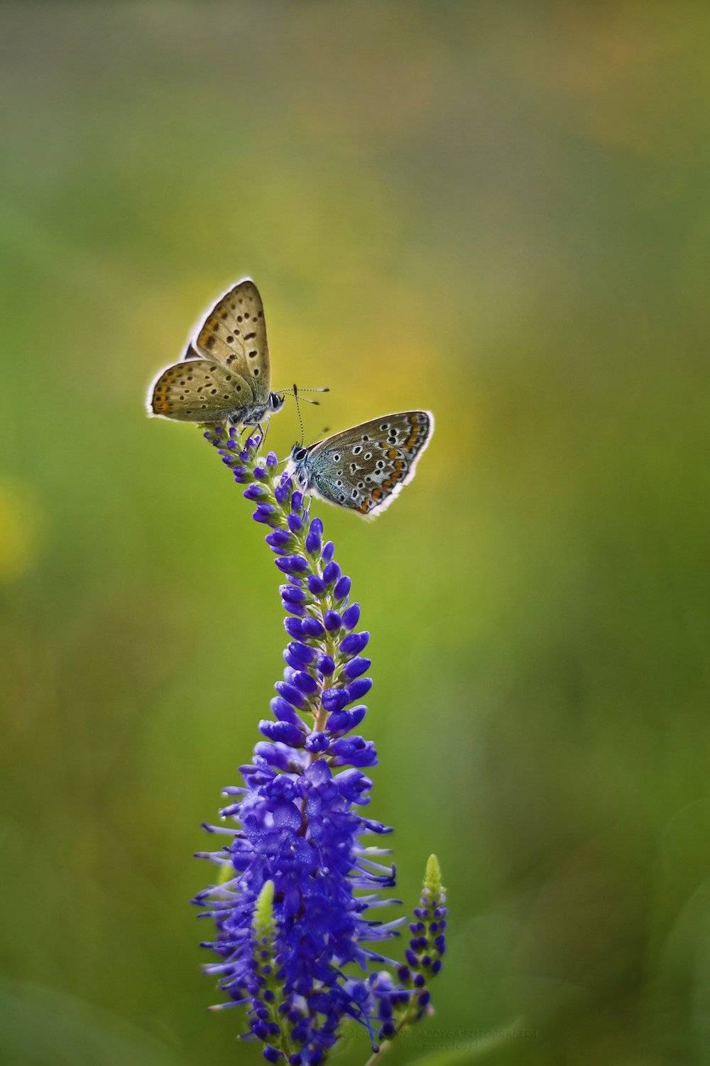 , Grzegorz macrofun Pazdyga