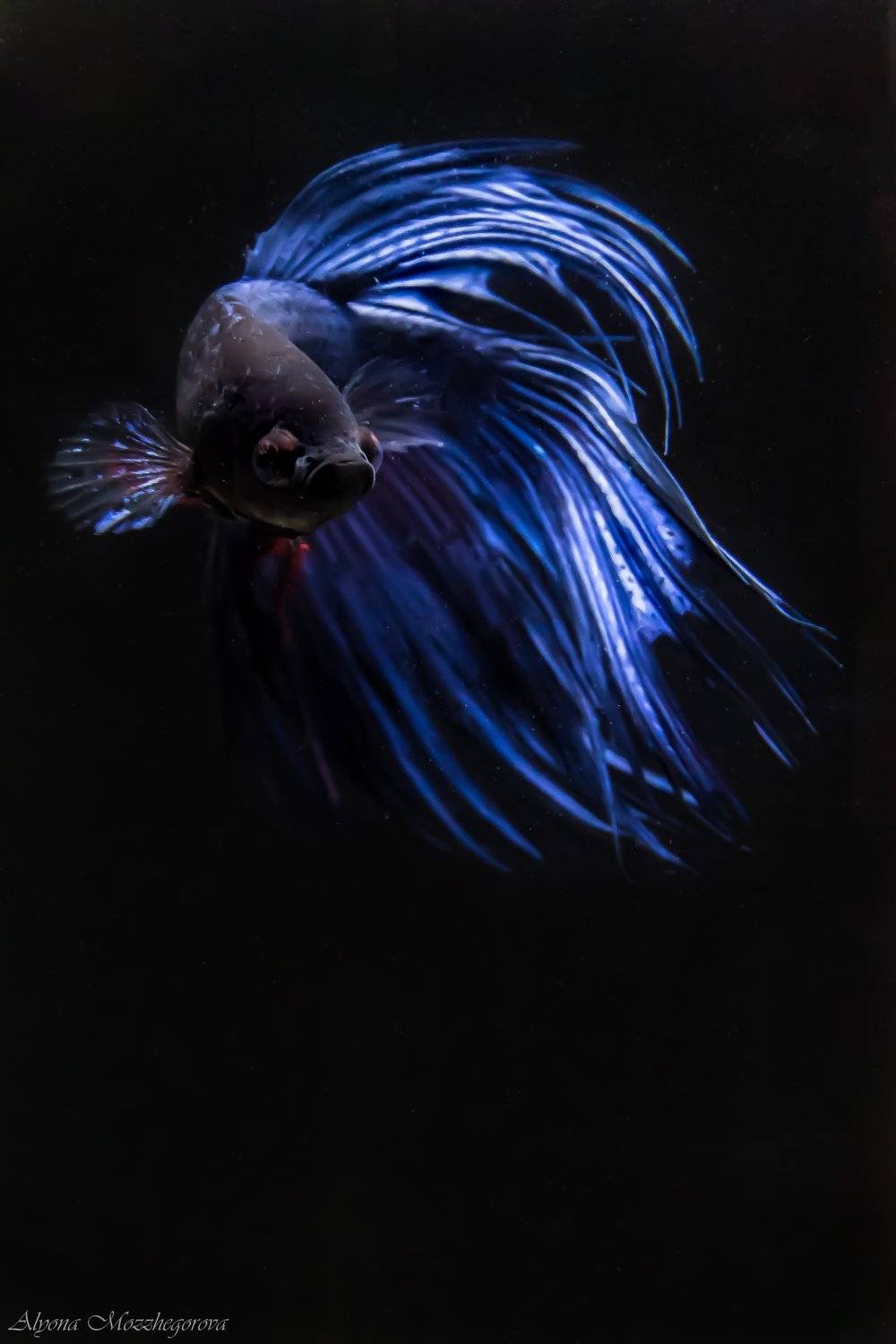 , Алёна Газукина