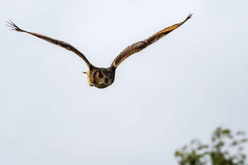 Indian Eagle Owl! фото превью