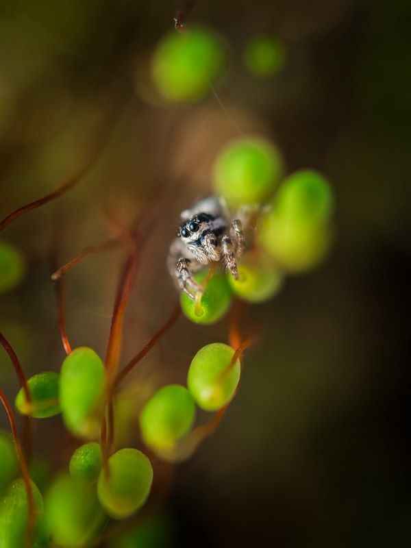 ... фото превью