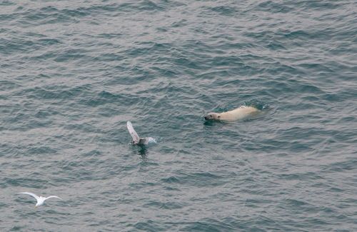 Хищник и жертва или медвежьи игры...