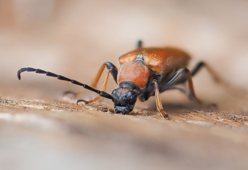 Древоточец фото превью