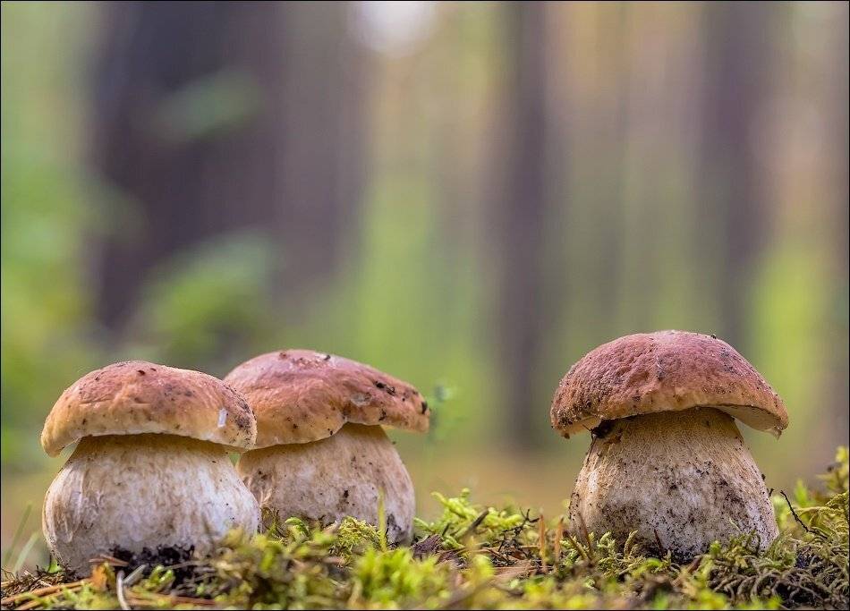 , Бурлов Андрей