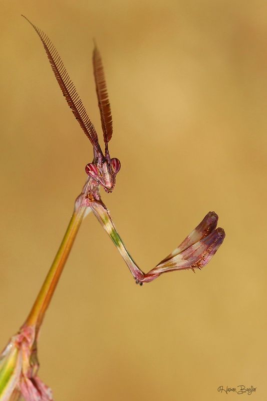 #conehadmantis#prayingmantis#empusa#fasciata#macro#nature#wildlife#cyprus#northcyprus Alien фото превью