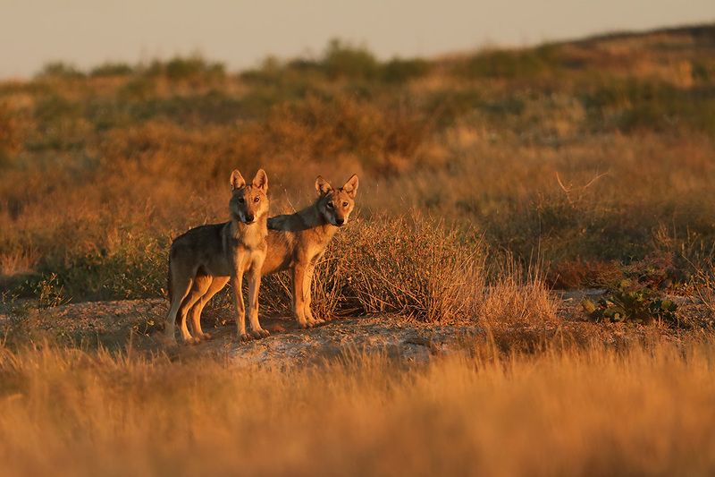 Утренние гости фото превью