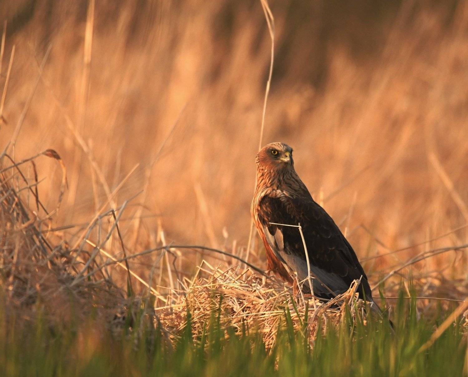 болотный лунь, камышовый лунь, хищная птица, самец луня, полистовский заповедник, псковская область, фотоохота, circus aeruginosus, дикая природа, nikon500, sigma 150-600, 600мм, природа россии, тростник, весна, май, год2018, Ксения Соварцева