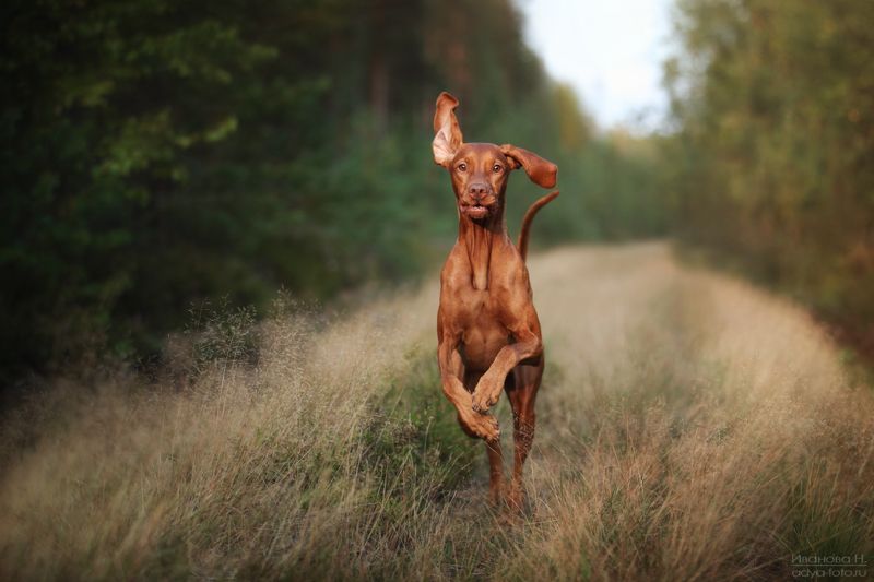 *** фото превью