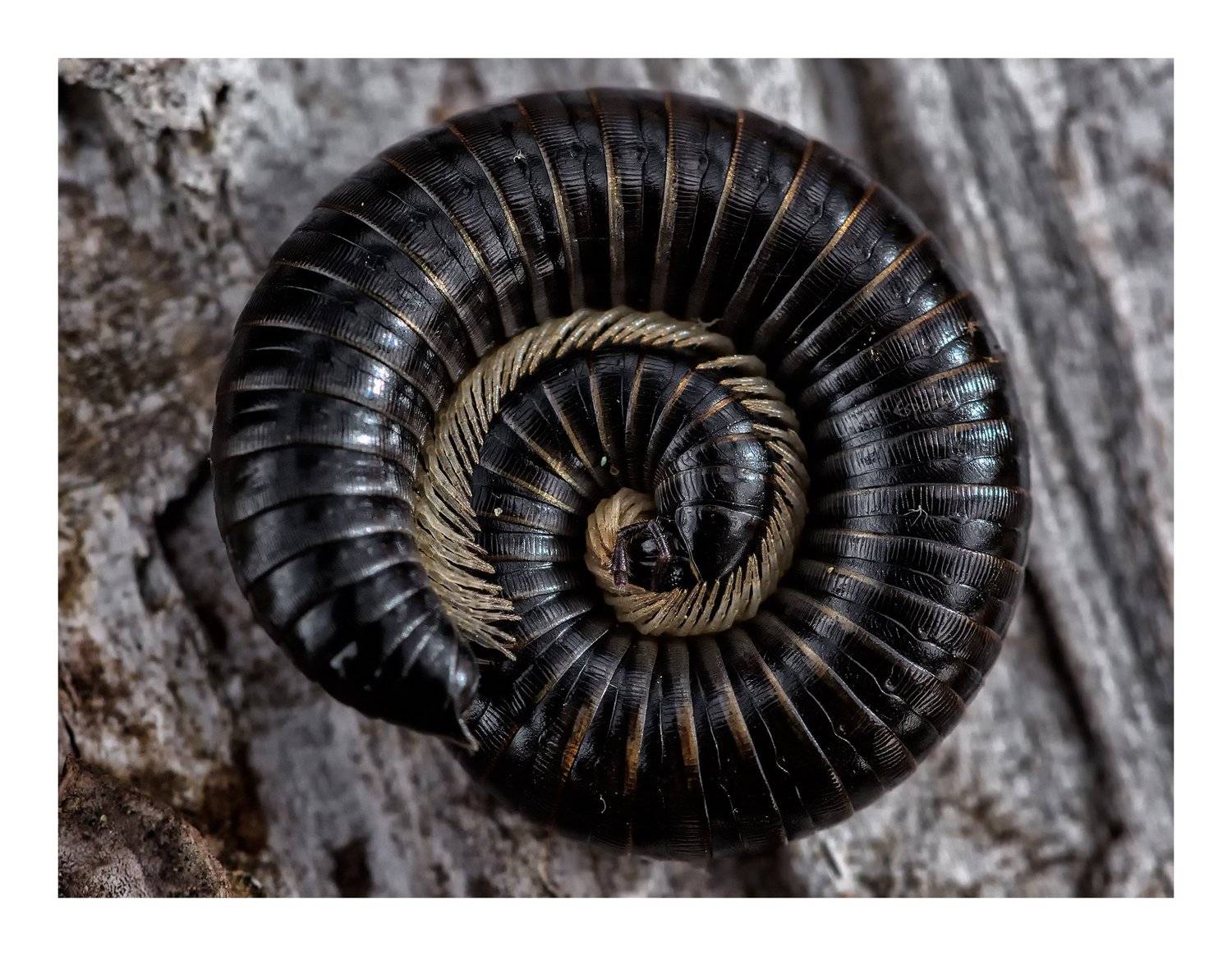 macro insects arthropod nature invertebrate, Luis Antonio Clemente Rodriguez