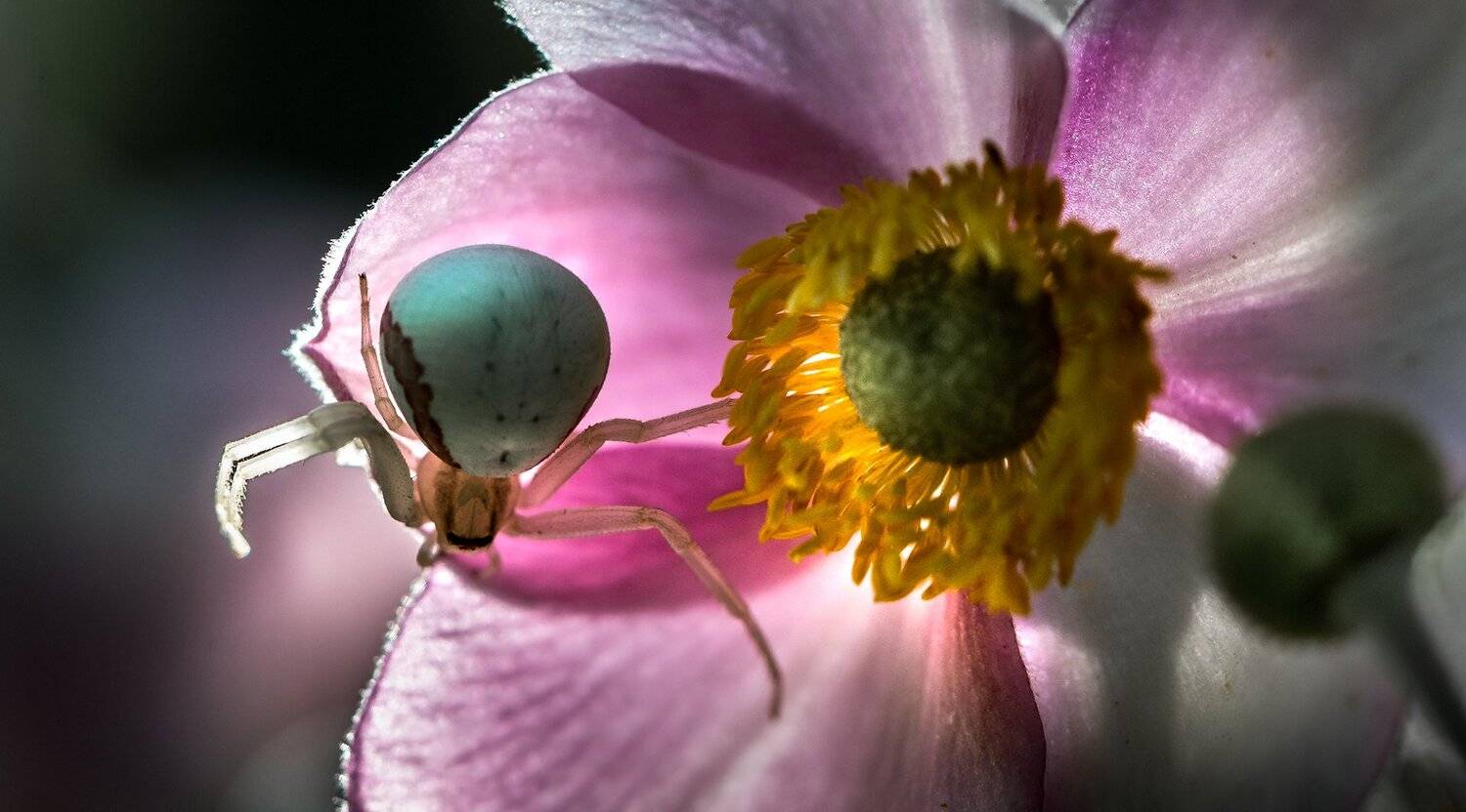 природа, макро, цветы, анемон, насекомое, паук, контровый свет, Неля Рачкова