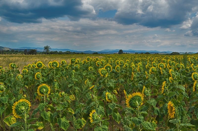 landscape sunflowers field пейзаж подсолнечника поле In Search of the Sun фото превью