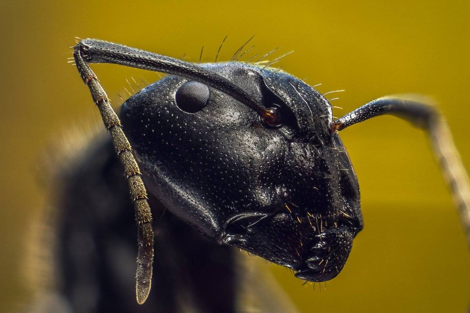 термит, насекомое, усы, макро, муравей., Сергей Жуковский