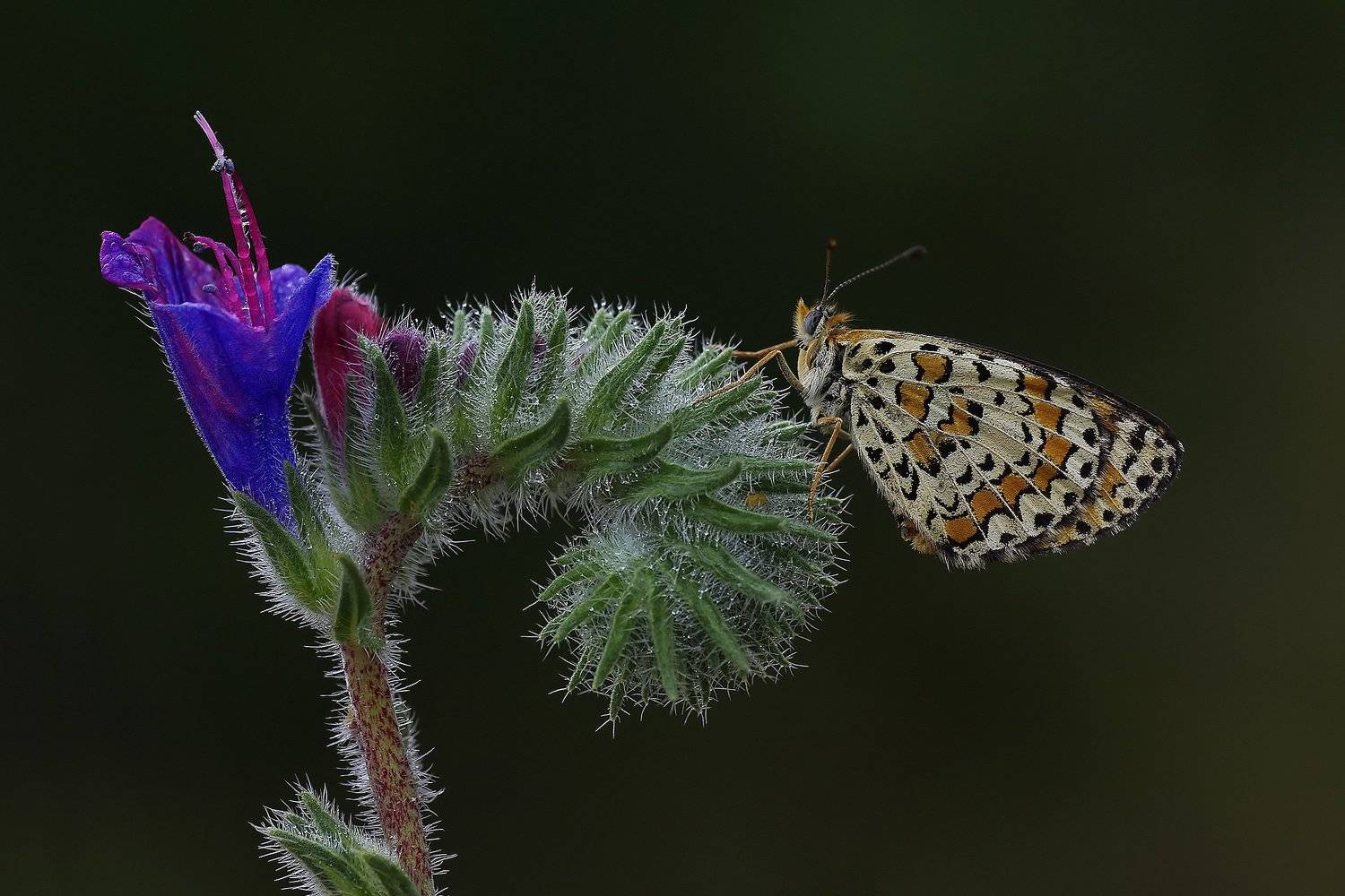 animal, macro, flower, butterfly, wet,water drops, light, curve, aesthetics, graphics,, Savas Sener