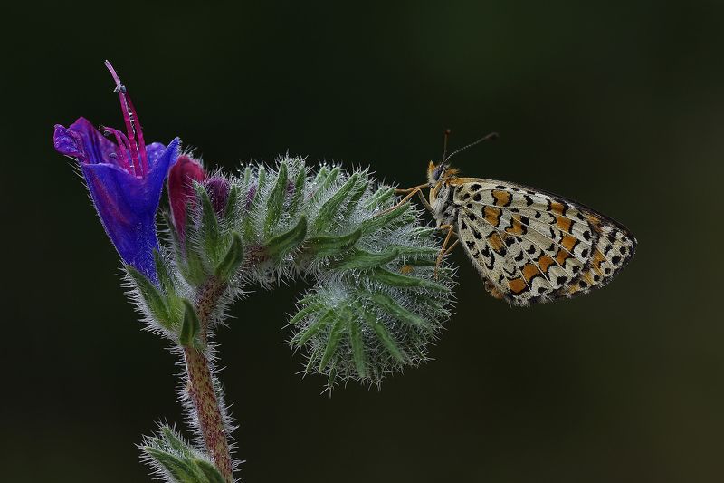animal, macro, flower, butterfly, wet,water drops, light, curve, aesthetics, graphics, Wet! фото превью
