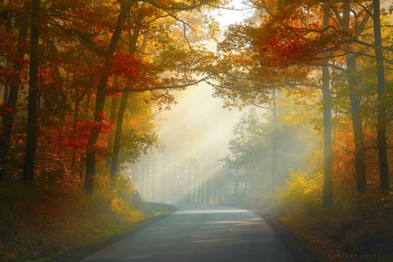 цвет осень,zanfoar,czech republic,colors,trees,road,way,rays,nikon d750,sunshine,sunlight,fog,haze,moody,чехия цвет осень фото превью