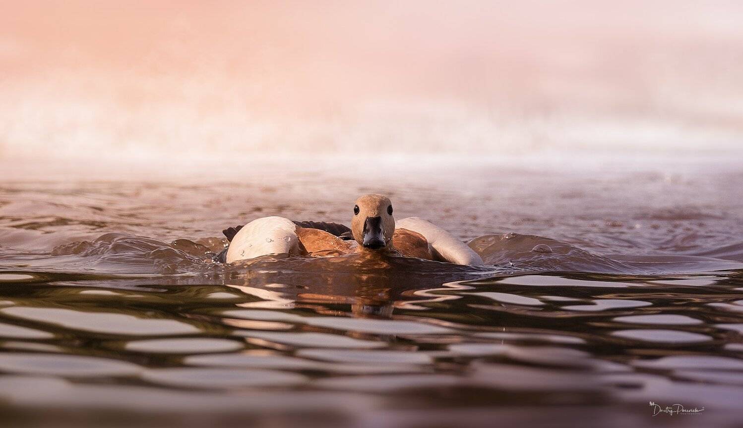 природа, лес, животные, птицы, Дмитрий Посевич