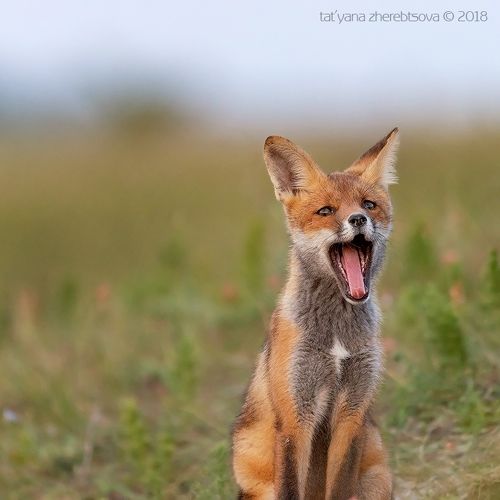 Слабо не зевнуть?