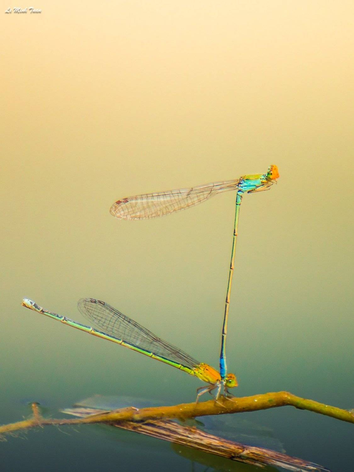 damselflies, L&ecirc; Minh Tuấn