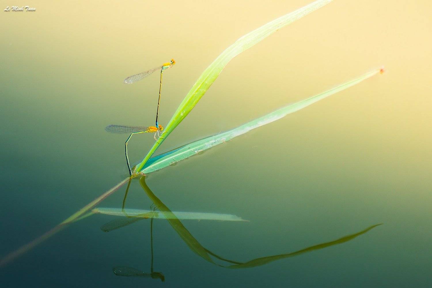 damselflies, L&ecirc; Minh Tuấn