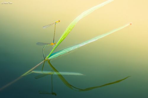 Damselflies