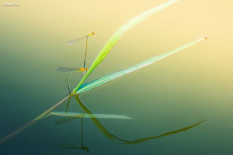damselflies Damselflies фото превью