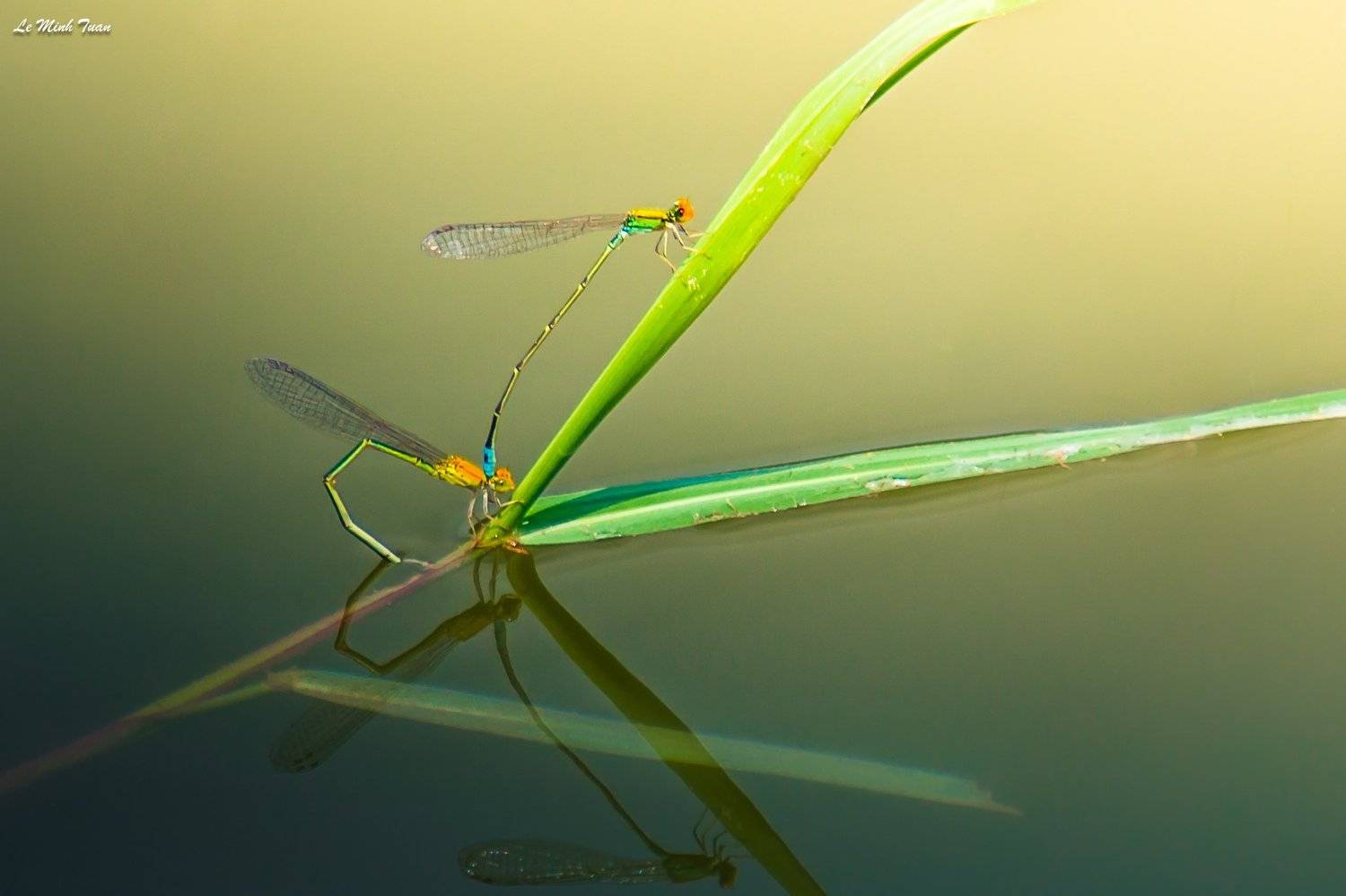 damselflies, L&ecirc; Minh Tuấn