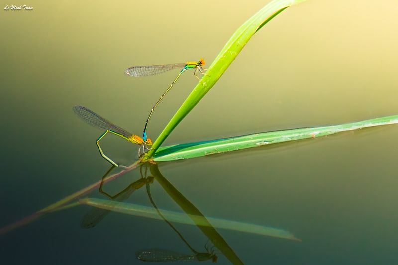 damselflies Damselflies фото превью