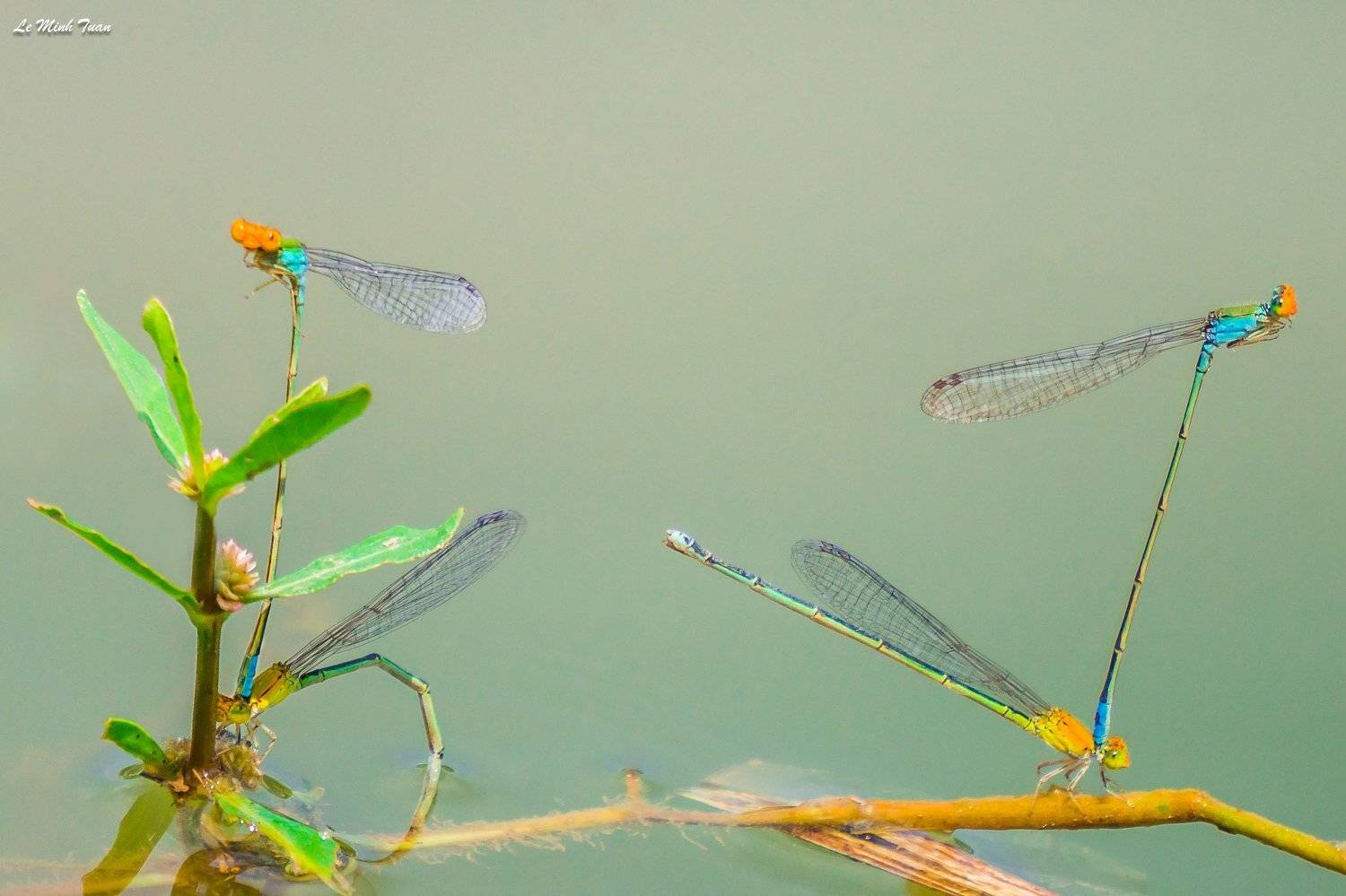 damselflies, L&ecirc; Minh Tuấn