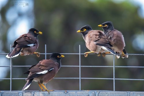 Назревающий конфликт