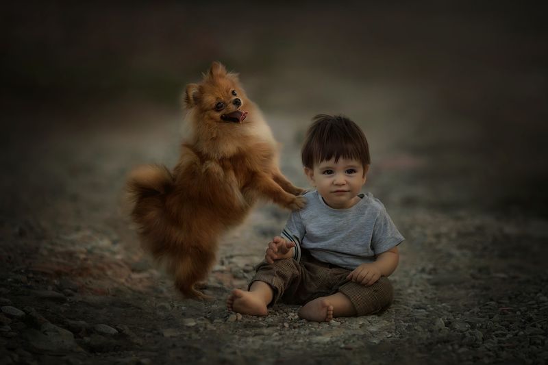 пес, рыжие, дети мой бобик фото превью