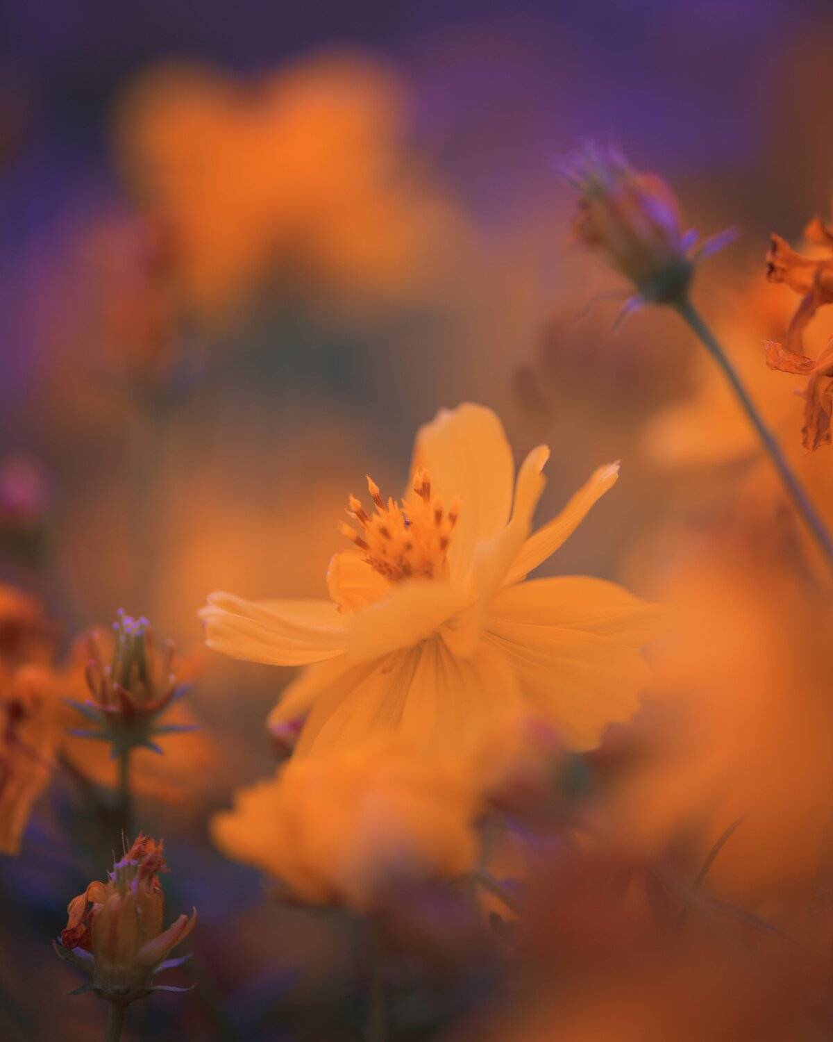 , Анастасия Добровольская