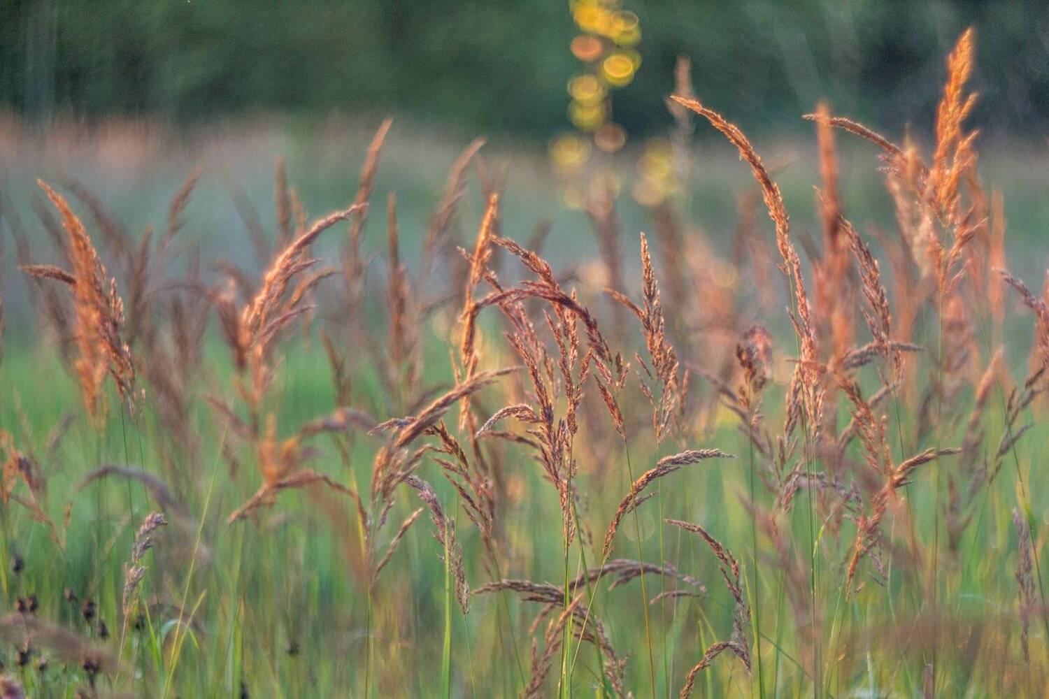 , Руслан Востриков