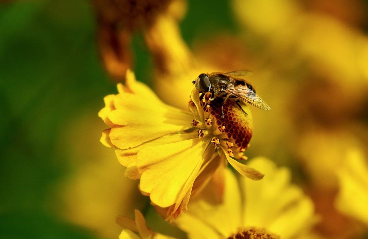 макро; пчела, Александр Демин